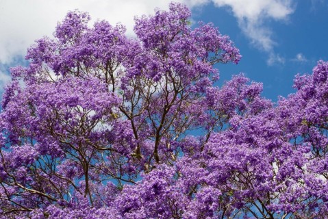 El jacarandá: el árbol distintivo de Buenos Aires